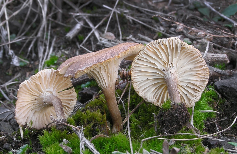 Clitocybe collina